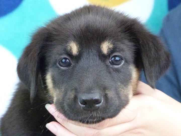 chinook puppy